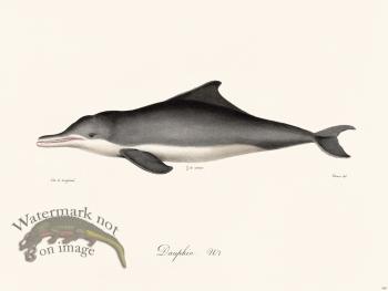 Cuvier 420 Dauphin N 1